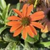 #1 Echinacea X PW Color Coded 'Orange You Awesome'/ Coneflower 1 #1 Echinacea X PW Color Coded 'Orange You Awesome'/ Coneflower -ANZ Trees Shop 1 echinacea x pw color coded orange you awesome co