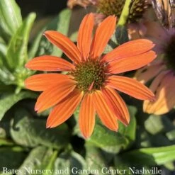 #1 Echinacea X PW Color Coded 'Orange You Awesome'/ Coneflower