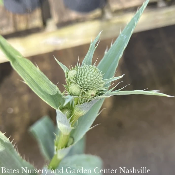 #1 Eryngium Yuccifolium AB/ Rattlesnake Master Native (TN) 4 #1 Eryngium Yuccifolium AB/ Rattlesnake Master Native (TN) - Image 2