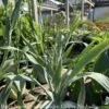 #1 Eryngium Yuccifolium AB/ Rattlesnake Master Native (TN) 2 #1 Eryngium Yuccifolium AB/ Rattlesnake Master Native (TN) -ANZ Trees Shop 1 eryngium yuccifolium ab rattlesnake master nativ