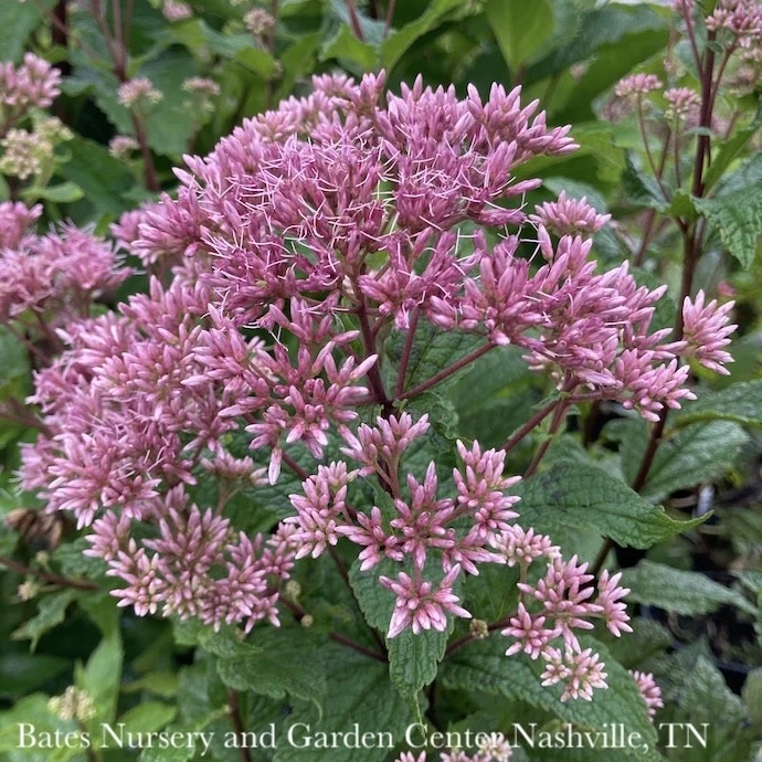 #1 Eupatorium Dubium AB Little Joe/ Joe Pye Weed Native (TN) 3 #1 Eupatorium Dubium AB Little Joe/ Joe Pye Weed Native (TN)