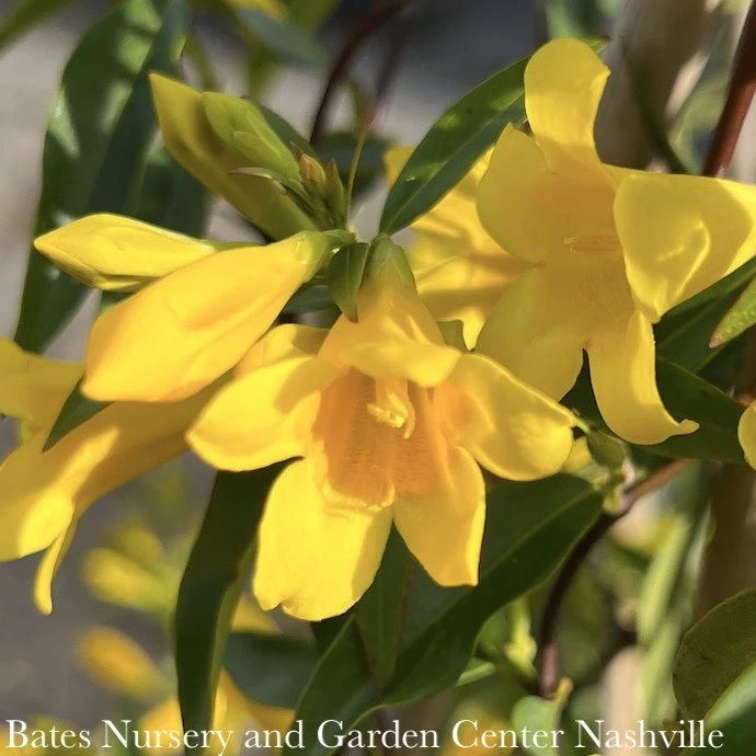 #1 Gelsemium Sempervirens/ Carolina Jessamine, Jasmine Native (TN) 4 #1 Gelsemium Sempervirens/ Carolina Jessamine, Jasmine Native (TN) - Image 2