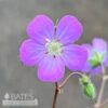#1 Geranium Maculatum NGN/ Spotted Wild Cranesbill Native (TN) 2 #1 Geranium Maculatum NGN/ Spotted Wild Cranesbill Native (TN) -ANZ Trees Shop 1 geranium maculatum ngn spotted wild cranesbill n