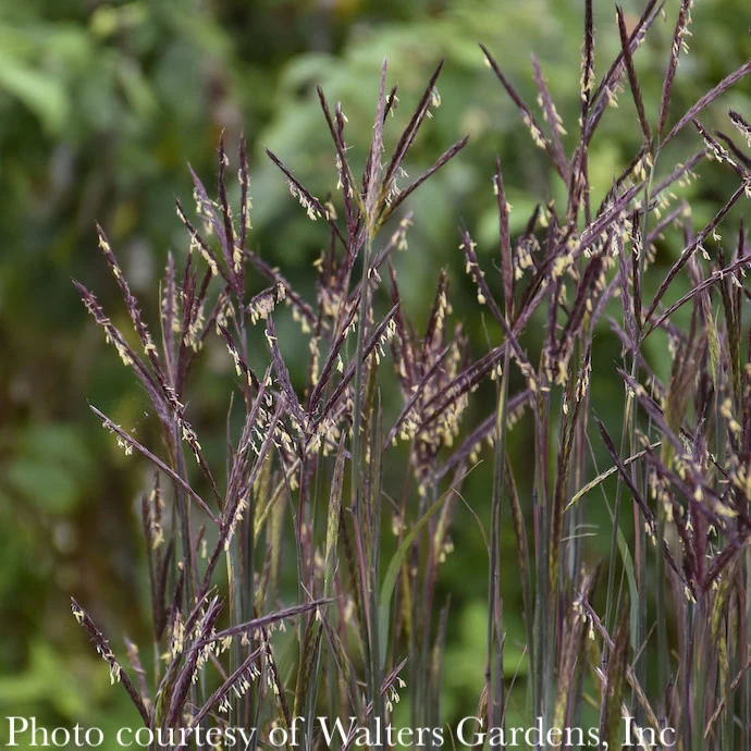 #1 Grass Andropogon Gerardii Blackhawks/ Big Bluestem Native (TN) 4 #1 Grass Andropogon Gerardii Blackhawks/ Big Bluestem Native (TN) - Image 2
