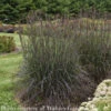 #1 Grass Andropogon Gerardii Blackhawks/ Big Bluestem Native (TN) 2 #1 Grass Andropogon Gerardii Blackhawks/ Big Bluestem Native (TN) -ANZ Trees Shop 1 grass andropogon gerardii blackhawks big blueste