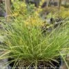 #1 Grass Carex Appalachica/ Appalachian Sedge Native (TN) 1 #1 Grass Carex Appalachica/ Appalachian Sedge Native (TN) -ANZ Trees Shop 1 grass carex appalachica appalachian sedge native