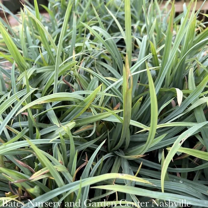 #1 Grass Carex Laxiculmis Hobb/ Bunny Blue Sedge Native (TN) 3 #1 Grass Carex Laxiculmis Hobb/ Bunny Blue Sedge Native (TN)