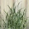#1 Grass Panicum Virg Heavy Metal/ Switch Native (TN) 1 #1 Grass Panicum Virg Heavy Metal/ Switch Native (TN) -ANZ Trees Shop 1 grass panicum virg heavy metal switch native tn