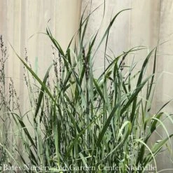 #1 Grass Panicum Virg Heavy Metal/ Switch Native (TN)