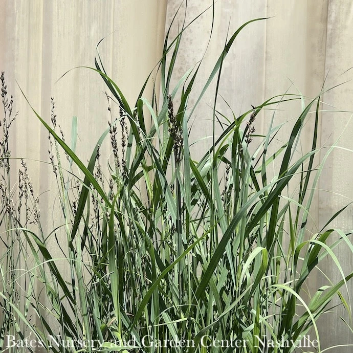 #1 Grass Panicum Virg Heavy Metal/ Switch Native (TN) 3 #1 Grass Panicum Virg Heavy Metal/ Switch Native (TN)