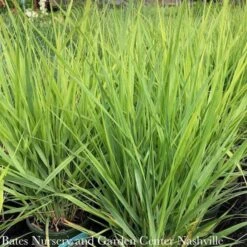 #1 Grass Panicum Virg Northwind/ Switch Native (TN) 7 #1 Grass Panicum Virg Northwind/ Switch Native (TN) -ANZ Trees Shop 1 grass panicum virg northwind switch native tn 2