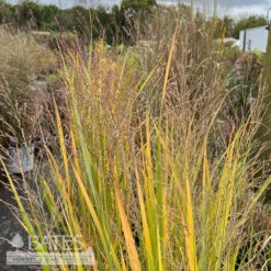 #1 Grass Panicum Virg Northwind/ Switch Native (TN) -ANZ Trees Shop 1 grass panicum virg northwind switch native tn 5