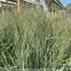 #1 Grass Panicum Virg Prairie Winds Apache Rose/ Switch Native (TN) -ANZ Trees Shop 1 grass panicum virg prairie winds apache rose swi