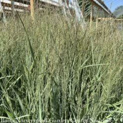 #1 Grass Panicum Virg Prairie Winds Apache Rose/ Switch Native (TN)