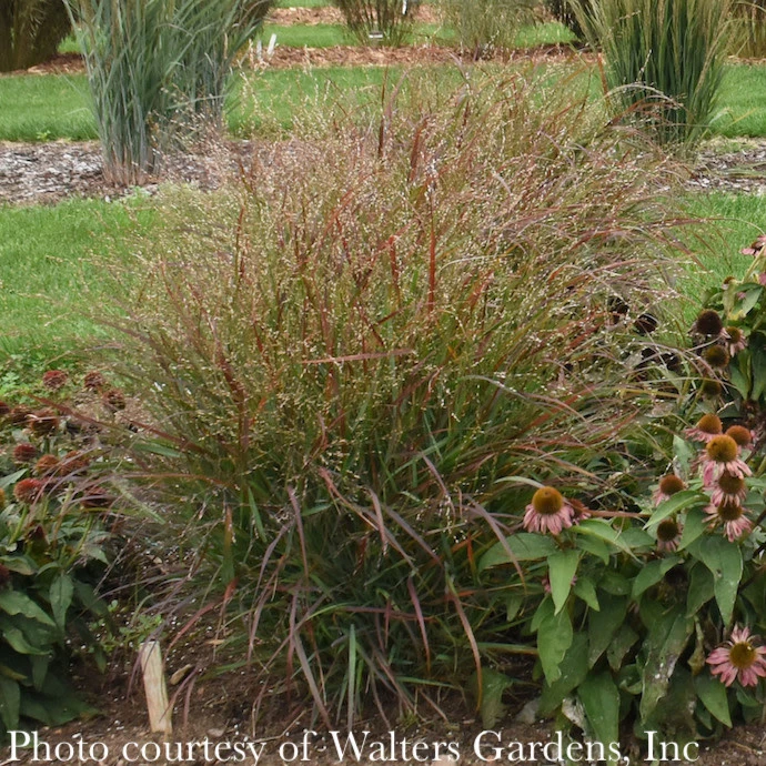 #1 Grass Panicum Virg Red Flame/ Switch Native (TN) 4 #1 Grass Panicum Virg Red Flame/ Switch Native (TN) - Image 2