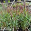 #1 Grass Panicum Virg Red Flame/ Switch Native (TN) -ANZ Trees Shop 1 grass panicum virg red flame switch native tn