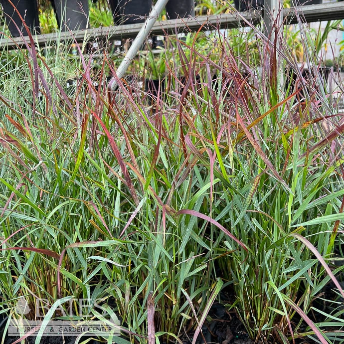 #1 Grass Panicum Virg Red Flame/ Switch Native (TN) 3 #1 Grass Panicum Virg Red Flame/ Switch Native (TN)