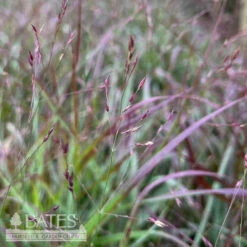 #1 Grass Panicum Virg Shenandoah/ Switch Native (TN)