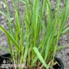 #1 Grass Panicum Virgatum/ Switch Native (TN) 1 #1 Grass Panicum Virgatum/ Switch Native (TN) -ANZ Trees Shop 1 grass panicum virgatum switch native tn