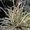 #1 Grass Schizachyrium Scop Shining Star/ Little Bluestem Native (TN)