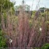 #1 Grass Schizachyrium Scop Standing Ovation/ Little Bluestem Native (TN) 1 #1 Grass Schizachyrium Scop Standing Ovation/ Little Bluestem Native (TN) -ANZ Trees Shop 1 grass schizachyrium scop standing ovation little