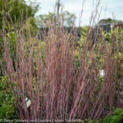 #1 Grass Schizachyrium Scop Standing Ovation/ Little Bluestem Native (TN)