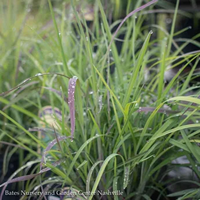#1 Grass Schizachyrium Scop Twilight Zone/ Little Bluestem Native (TN) 3 #1 Grass Schizachyrium Scop Twilight Zone/ Little Bluestem Native (TN)