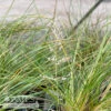 #1 Grass Sporobolus Heterolepis/ Prairie Dropseed Native (TN)