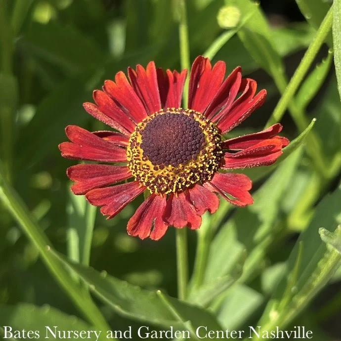 #1 Helenium Aut Siesta/ Sneezeweed Native (TN) 3 #1 Helenium Aut Siesta/ Sneezeweed Native (TN)
