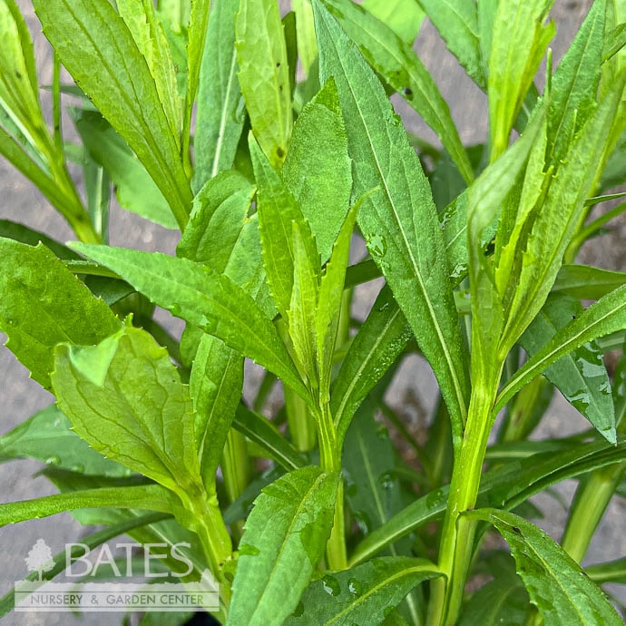 #1 Helenium Autumnale/ Sneezeweed Native (TN) 3 #1 Helenium Autumnale/ Sneezeweed Native (TN)