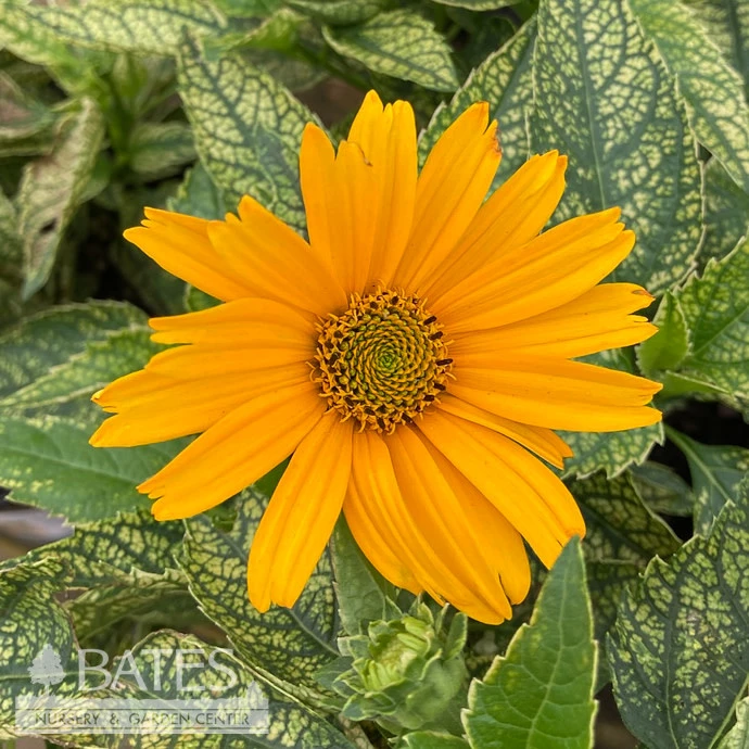 #1 Heliopsis Heli Sunstruck/ Variegated False Sunflower Native (TN) 3 #1 Heliopsis Heli Sunstruck/ Variegated False Sunflower Native (TN)