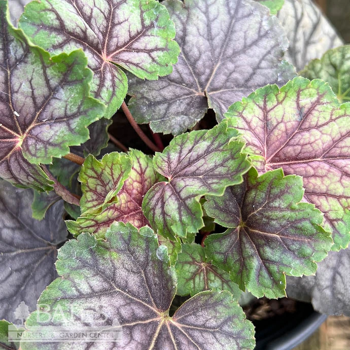 #1 Heuchera Amer Green Spice/ Coral Bells Native (TN) 3 #1 Heuchera Amer Green Spice/ Coral Bells Native (TN)