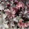 #1 Heuchera Balboa Sunset/ Coral Bells 1 #1 Heuchera Balboa Sunset/ Coral Bells -ANZ Trees Shop 1 heuchera balboa sunset coral bells
