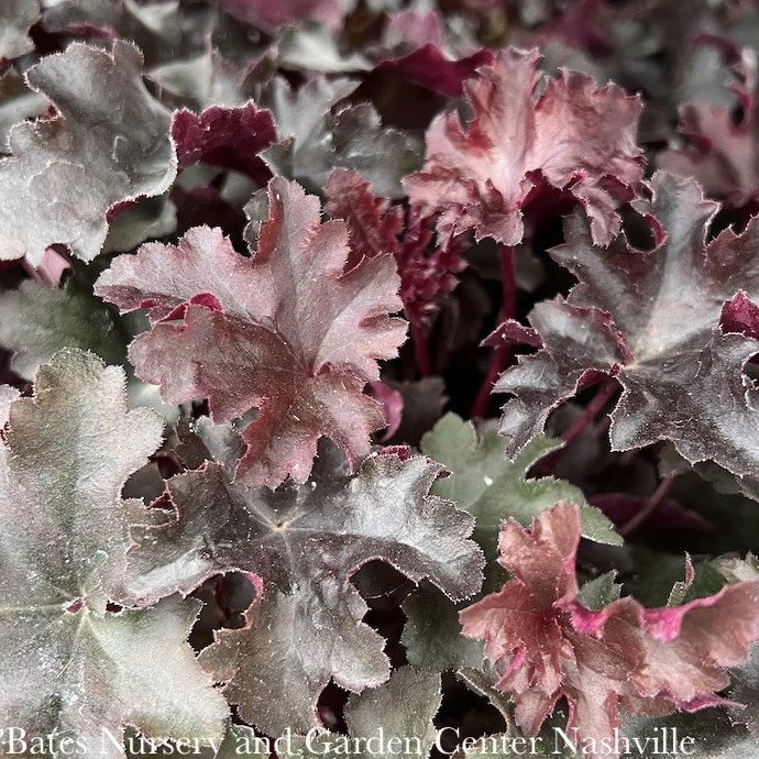 #1 Heuchera Balboa Sunset/ Coral Bells 3 #1 Heuchera Balboa Sunset/ Coral Bells