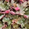 #1 Heuchera Sienna Sunrise/ Coral Bells -ANZ Trees Shop 1 heuchera sienna sunrise coral bells