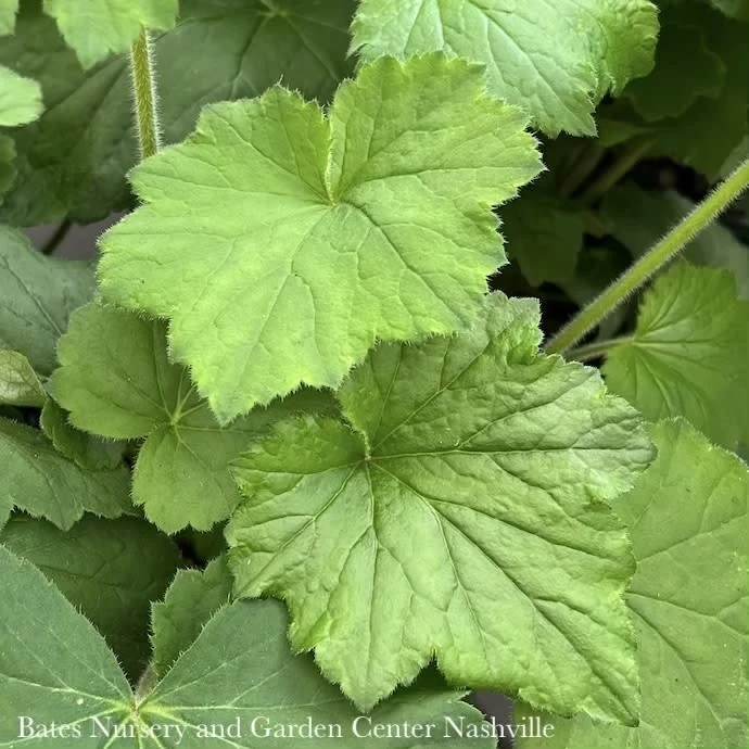 #1 Heuchera Vill Autumn Bride/ Coral Bells Native (TN) 3 #1 Heuchera Vill Autumn Bride/ Coral Bells Native (TN)