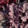 #1 Heuchera X Berry Smoothie/ Coral Bells 2 #1 Heuchera X Berry Smoothie/ Coral Bells -ANZ Trees Shop 1 heuchera x berry smoothie coral bells