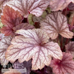 #1 Heuchera X Carnival Watermelon/ Coral Bells -ANZ Trees Shop 1 heuchera x carnival watermelon coral bells 1