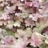 #1 Heuchera X Carnival Watermelon/ Coral Bells 2 #1 Heuchera X Carnival Watermelon/ Coral Bells -ANZ Trees Shop 1 heuchera x carnival watermelon coral bells
