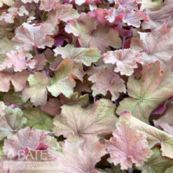 #1 Heuchera X Carnival Watermelon/ Coral Bells