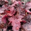 #1 Heuchera X Fire Chief/ Coral Bells