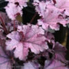 #1 Heuchera X Forever 'Purple'/ Coral Bells -ANZ Trees Shop 1 heuchera x forever purple coral bells