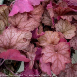 #1 Heuchera X Georgia Peach/ Coral Bells -ANZ Trees Shop 1 heuchera x georgia peach coral bells 1