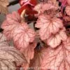 #1 Heuchera X Georgia Peach/ Coral Bells -ANZ Trees Shop 1 heuchera x georgia peach coral bells