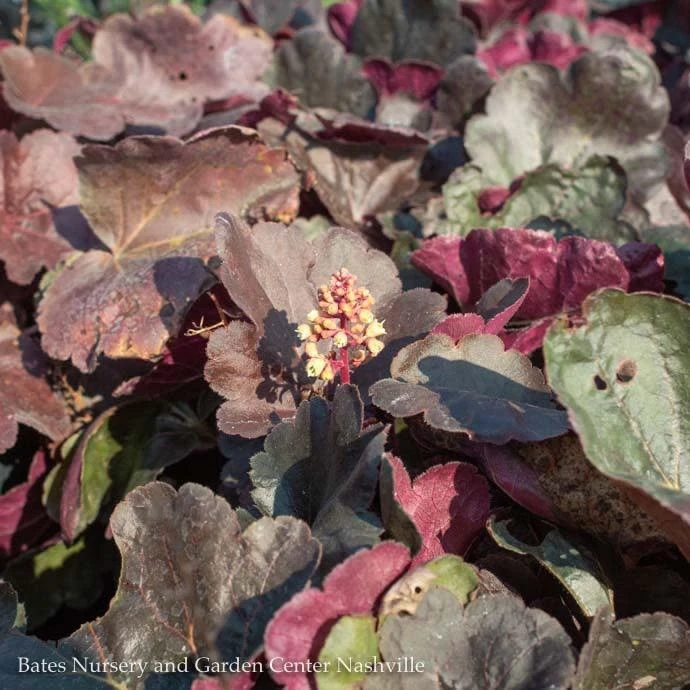 #1 Heuchera X Little Cutie 'Blondie'/ Coral Bells 4 #1 Heuchera X Little Cutie 'Blondie'/ Coral Bells - Image 2