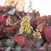 #1 Heuchera X Little Cutie 'Blondie'/ Coral Bells -ANZ Trees Shop 1 heuchera x little cutie blondie coral bells