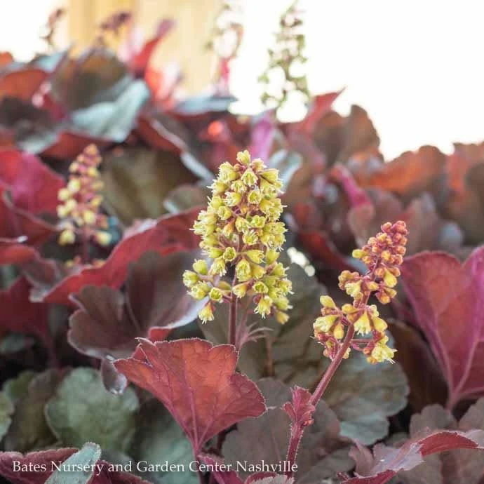 #1 Heuchera X Little Cutie 'Blondie'/ Coral Bells 3 #1 Heuchera X Little Cutie 'Blondie'/ Coral Bells