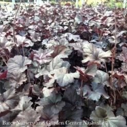 #1 Heuchera X Obsidian/ Black Coral Bells -ANZ Trees Shop 1 heuchera x obsidian black coral bells 1
