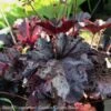 #1 Heuchera X Obsidian/ Black Coral Bells -ANZ Trees Shop 1 heuchera x obsidian black coral bells