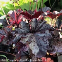 #1 Heuchera X Obsidian/ Black Coral Bells